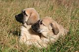 KANGAL 076